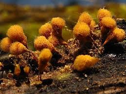 Attēlu rezultāti vaicājumam “Hemitrichia clavata macro”