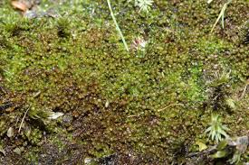 Attēlu rezultāti vaicājumam “Gymnocolea inflata”