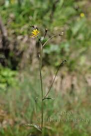 Attēlu rezultāti vaicājumam “Crepis paludosa flower”