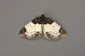 Attēlu rezultāti vaicājumam “Mesoleuca albicillata”