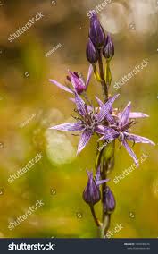 Attēlu rezultāti vaicājumam “Swertia perennis”