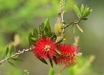 Image result for Vermivora peregrina