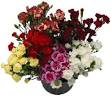 http://www.stevensandson.com/cuts/cuts/images/Carnation_Mini.jpg