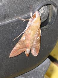 Attēlu rezultāti vaicājumam “Sphingidae”