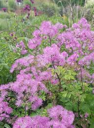 Attēlu rezultāti vaicājumam “Thalictrum aquilegifolium fruit”
