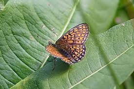 Attēlu rezultāti vaicājumam “Boloria eunomia underside”