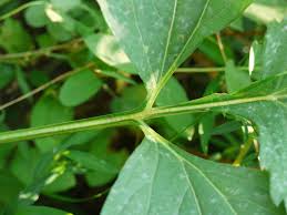 Attēlu rezultāti vaicājumam “Rudbeckia hirta var. hirta leaf”