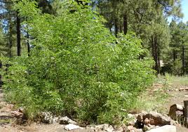 Attēlu rezultāti vaicājumam “Robinia neomexicana”