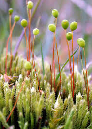 Attēlu rezultāti vaicājumam “Philonotis calcarea”