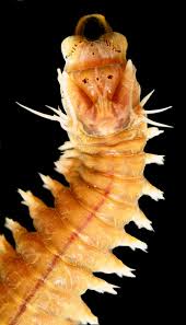 Attēlu rezultāti vaicājumam “Succinea”