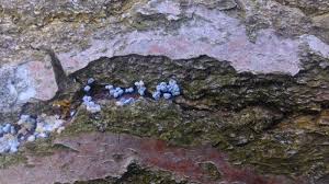 Attēlu rezultāti vaicājumam “Badhamia dubia”