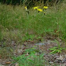 Attēlu rezultāti vaicājumam “Hieracium murorum leaf”