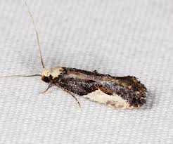 Attēlu rezultāti vaicājumam “Monopis monachella”