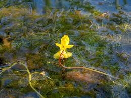 Attēlu rezultāti vaicājumam “Utricularia vulgaris flower”