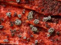 Attēlu rezultāti vaicājumam “Hyphodiscus hymeniophilus”