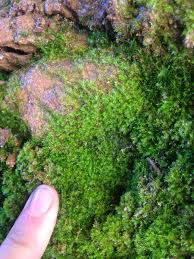 Attēlu rezultāti vaicājumam “Conardia compacta”