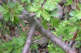 Attēlu rezultāti vaicājumam “Crataegus monogyna”