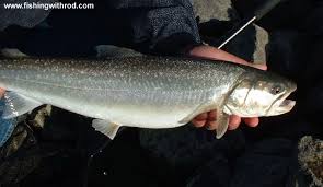Image result for Salvelinus confluentus