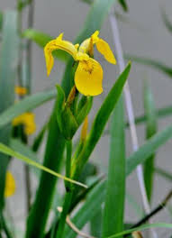 Attēlu rezultāti vaicājumam “Iris pseudacorus”