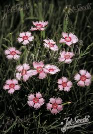 Image result for Dianthus gratianopolitanus