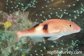 Image result for Parupeneus trifasciatus