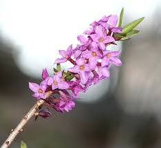 Attēlu rezultāti vaicājumam “Daphne mezereum flower”