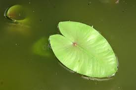 Attēlu rezultāti vaicājumam “Nuphar lutea leaf”