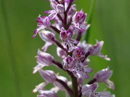 Attēlu rezultāti vaicājumam “Orchis militaris leaf”