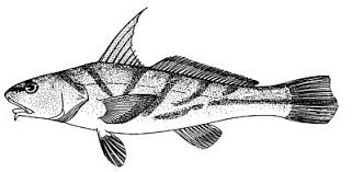 Image result for Menticirrhus littoralis