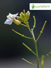 Attēlu rezultāti vaicājumam “Cardaminopsis arenosa bud”