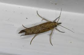 Attēlu rezultāti vaicājumam “Pediasia contaminella”