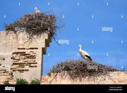 Attēlu rezultāti vaicājumam “Ciconia ciconia nest”