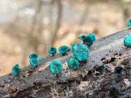 Attēlu rezultāti vaicājumam “Chlorociboria aeruginascens”