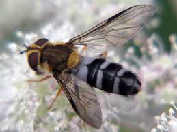 Attēlu rezultāti vaicājumam “Leucozona glaucia”