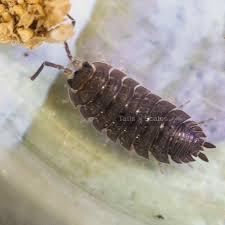Attēlu rezultāti vaicājumam “Porcellio scaber”
