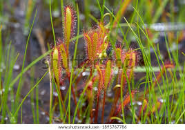 Attēlu rezultāti vaicājumam “Drosera anglica leaf”