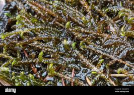 Attēlu rezultāti vaicājumam “Scorpidium scorpioides”