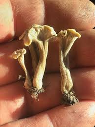 Attēlu rezultāti vaicājumam “Pseudocraterellus”