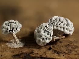 Attēlu rezultāti vaicājumam “Didymium squamulosum”