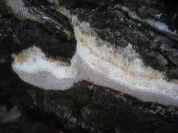 Attēlu rezultāti vaicājumam “Perenniporia medulla-panis”