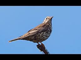 Attēlu rezultāti vaicājumam “Turdus viscivorus”