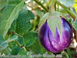 Afbeeldingsresultaat voor rosa bianca eggplant