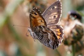 Attēlu rezultāti vaicājumam “Hipparchia semele”