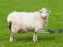 Attēlu rezultāti vaicājumam “Ovis aries”