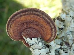 Attēlu rezultāti vaicājumam “Daedalea quercina”