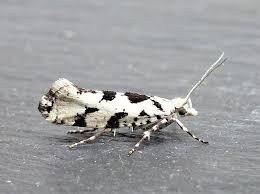 Attēlu rezultāti vaicājumam “Ypsolopha sequella”