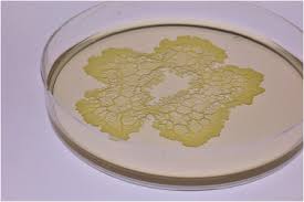 Attēlu rezultāti vaicājumam “Physarum bitectum sessile”