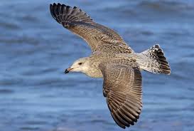 Attēlu rezultāti vaicājumam “Larus argentatus adult”