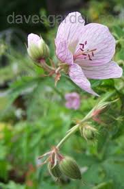 Attēlu rezultāti vaicājumam “Geranium pratense bud”