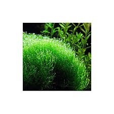 Attēlu rezultāti vaicājumam “Riccia”